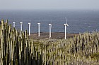 Windmills wind turbine and Euphorbia canariensis