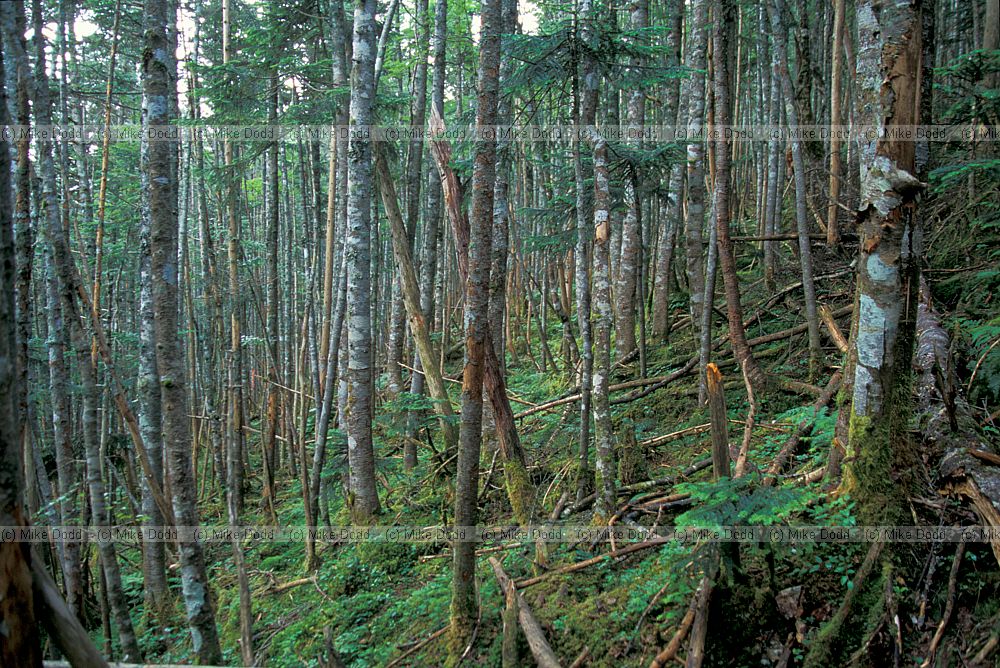 Abies wave forest interior mt Shimagare
