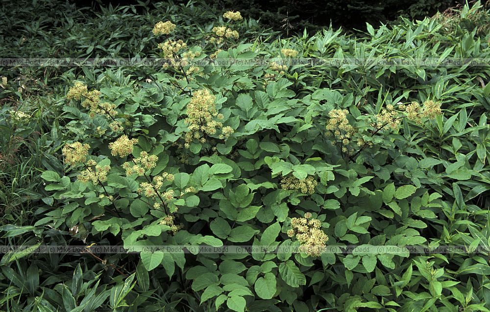 plant Chausu