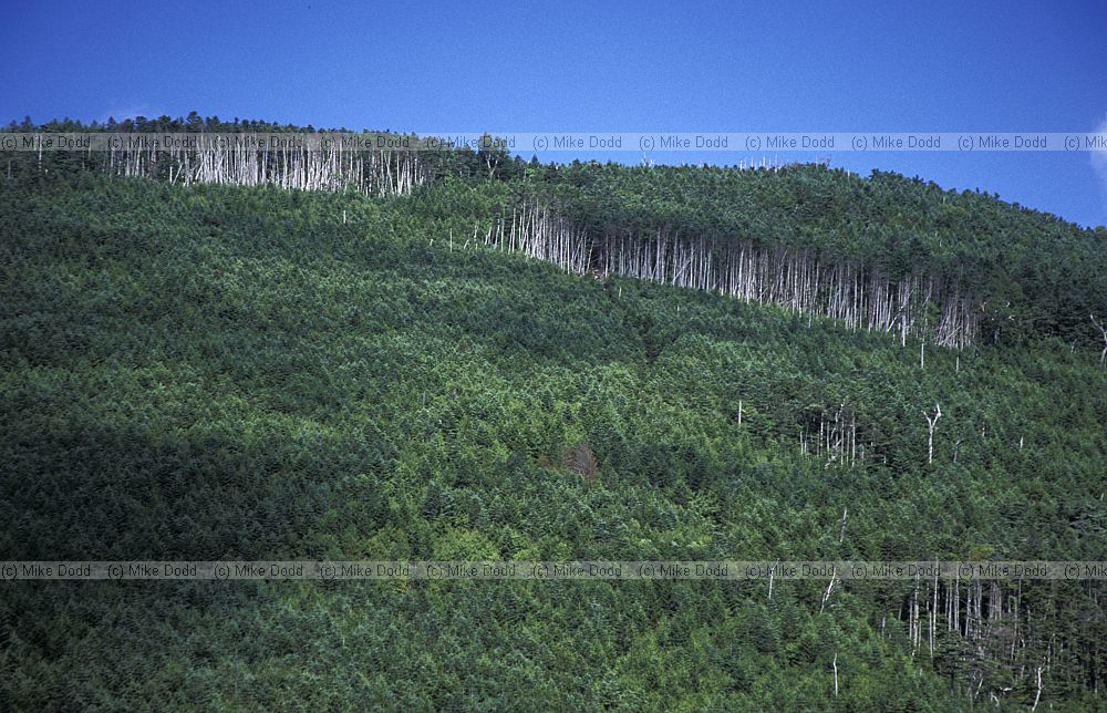 Abies fir wave mt Chausu