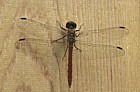 Dragonfly at TMU hut