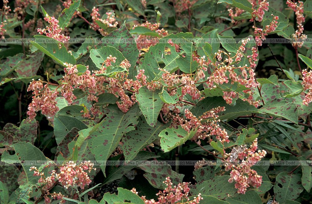 Fallopia sp with holes in leaves
