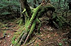 Ghost of rotten log where Abies seedlings established in Sasa bamboo near mt Chausu