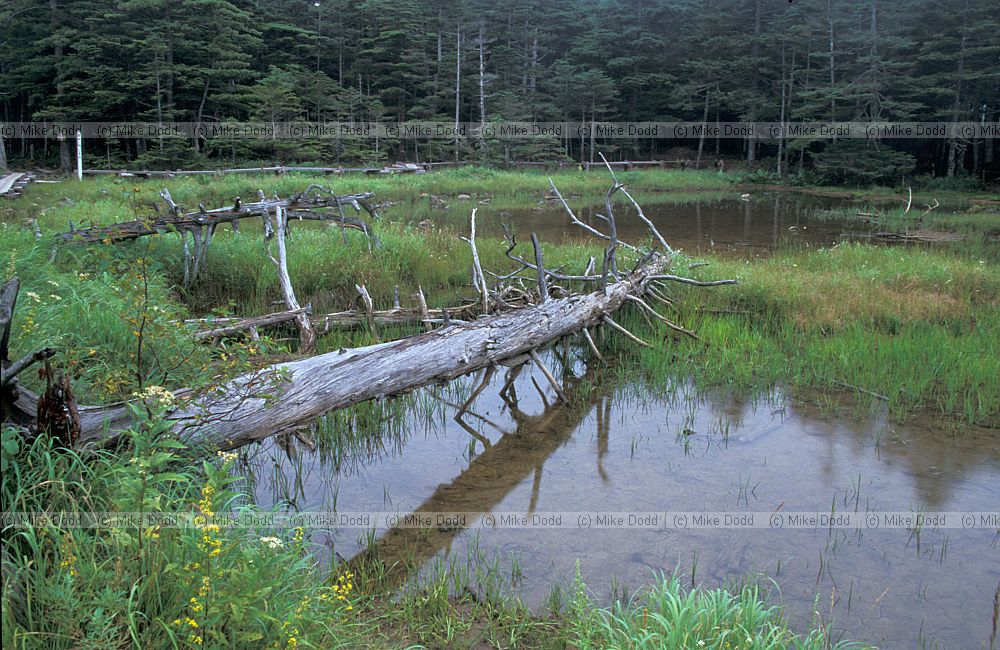 Fallen log in boggy area mt Chausu