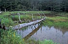 Fallen log in boggy area mt Chausu