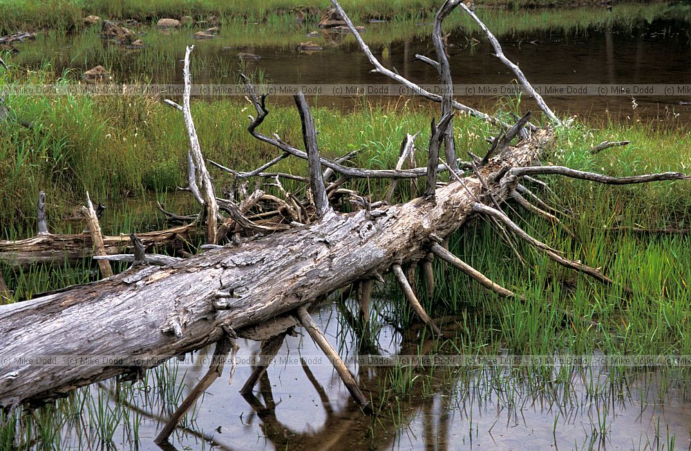 Fallen log in boggy area mt Chausu