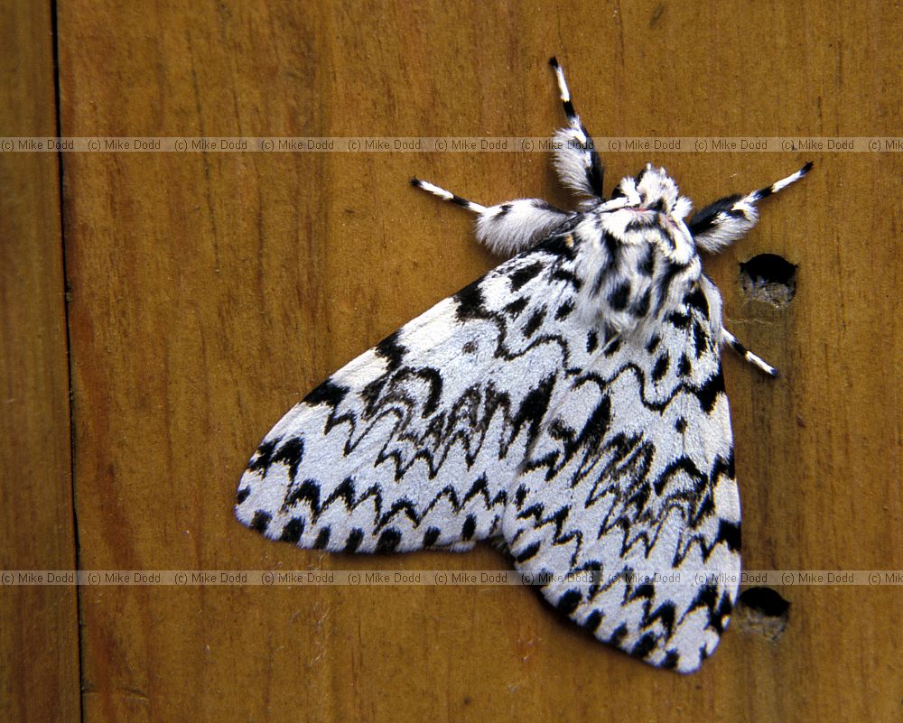 Lymantria monacha