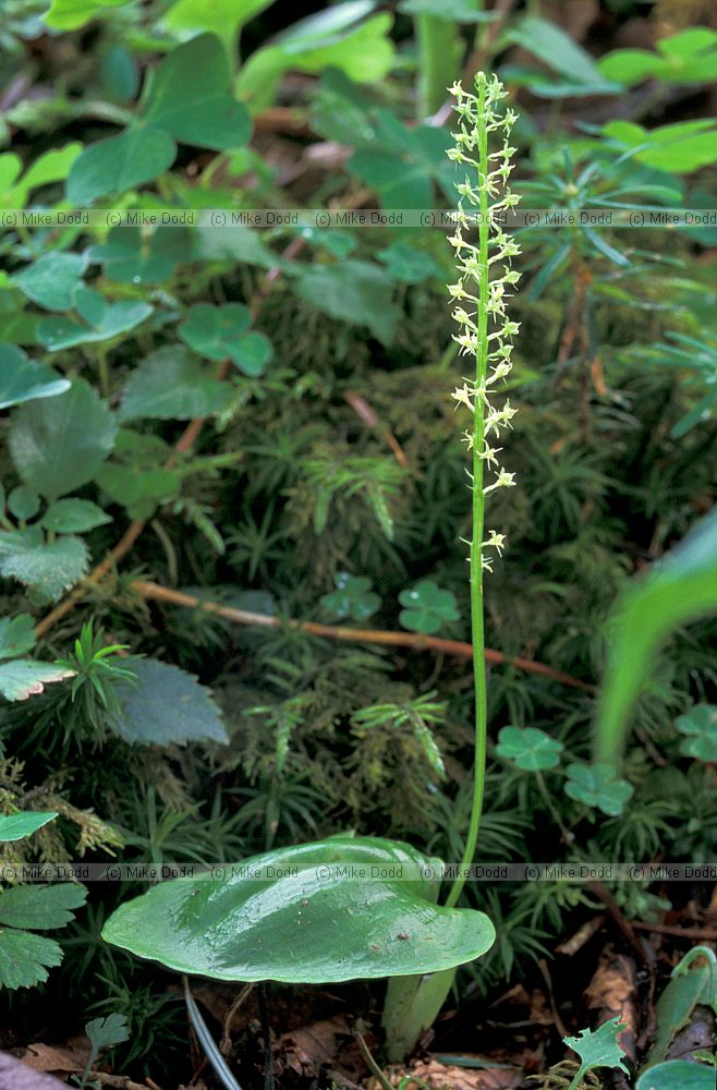 Orchid at Chausu