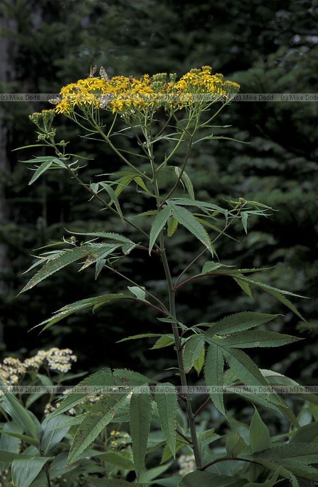 Senecio cannabifolius Chausu