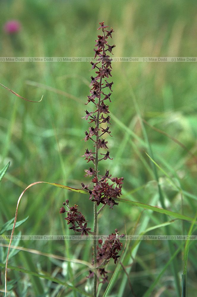 Veratrum maackii