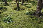 Moss garden