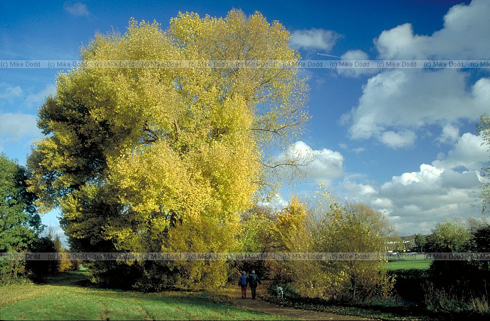 Black poplar walton hall Milton keynes