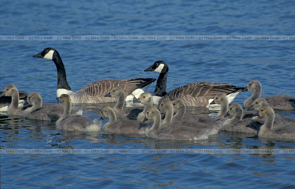 Canada goose
