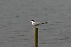 Common tern Willen Lake