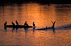 Cormorants, sunset,  Caldecotte lake