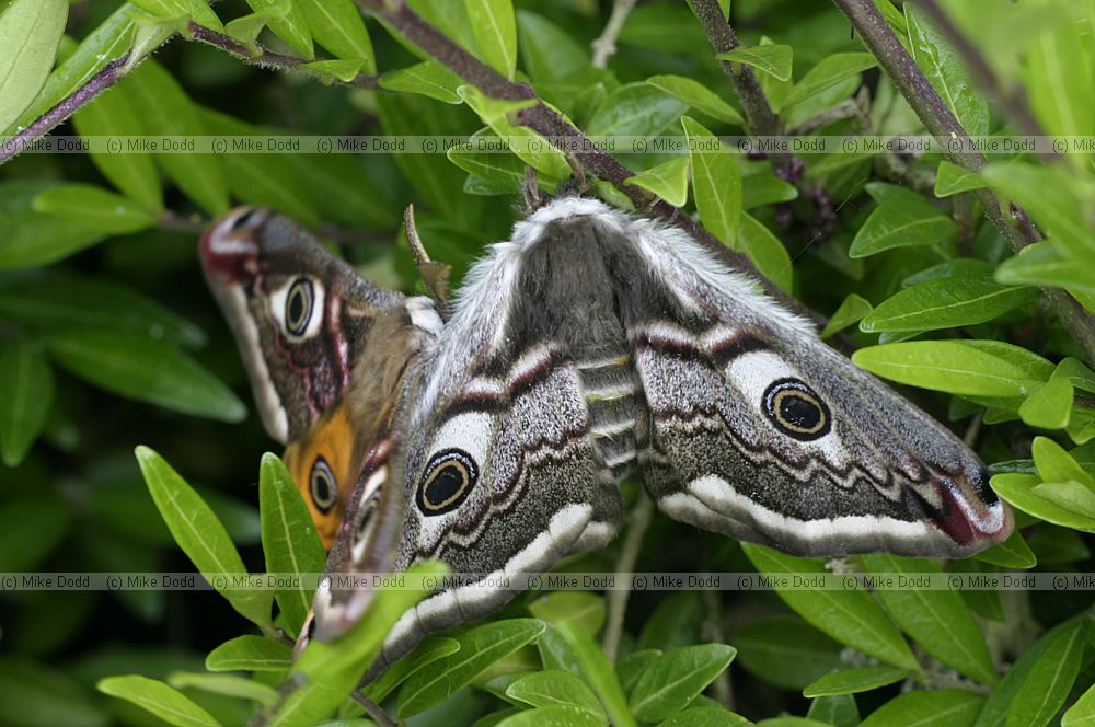 Emperor moth, Mount farm