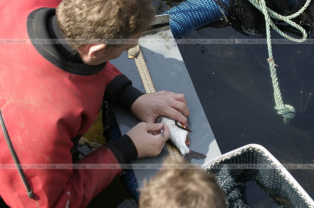 Environment agency river sampling for fish