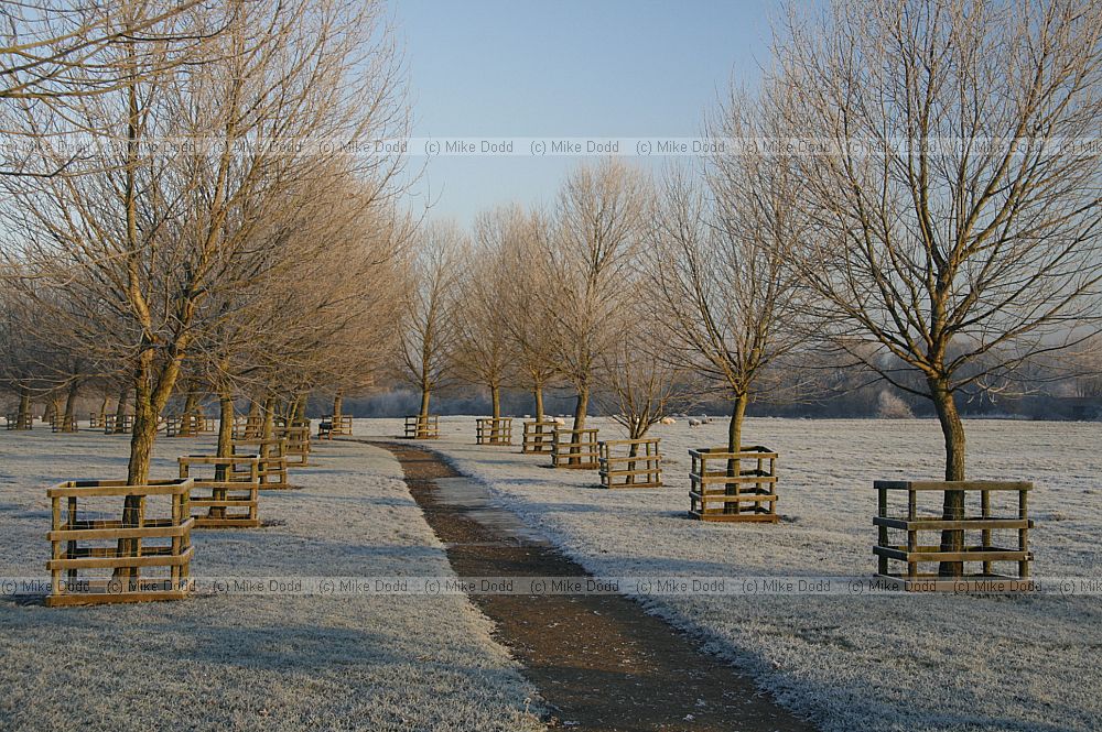 Poplar trees at Caldecotte on frosty morning