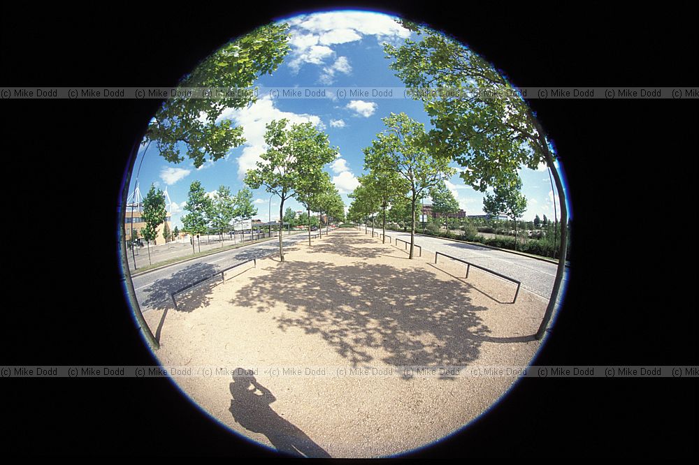 Plane trees, Milton Keynes, fisheye