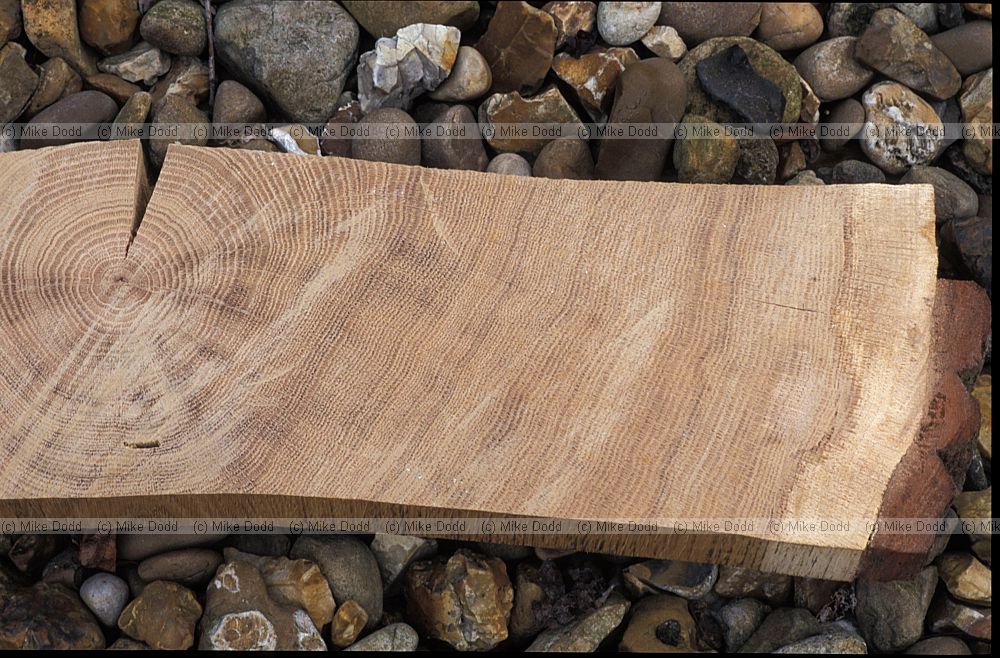 Oak tree rings from tree growing at Walton Hall in Milton Keynes showing past climate