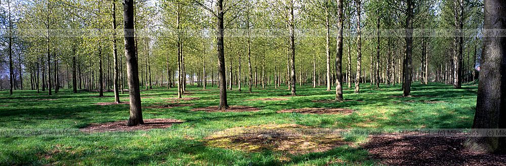 Poplar plantation Willen Lake Milton Keynes 6x17cm colour slide