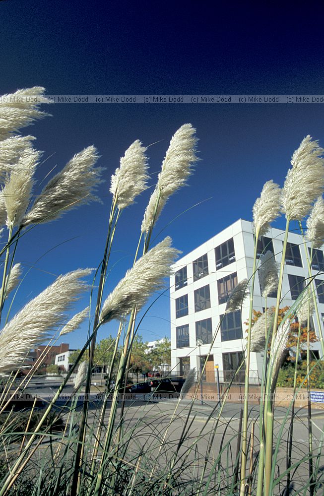 Pampas grass, business district, Milton Keynes