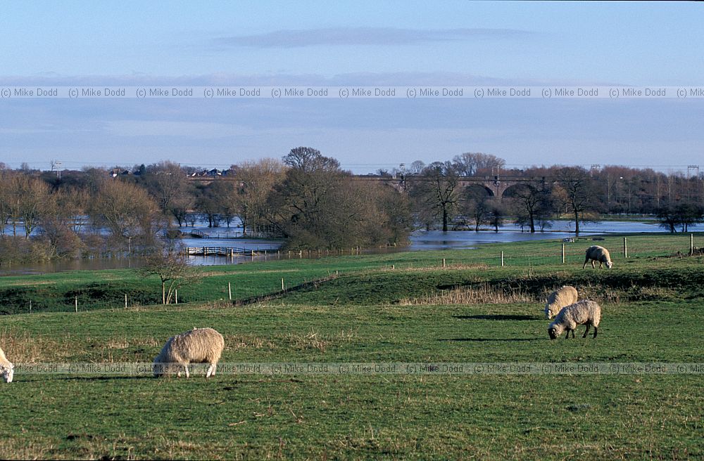 Area of potential floodplain forest, north Milton Keynes