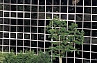 Tree and office building, near railway station, Milton Keynes
