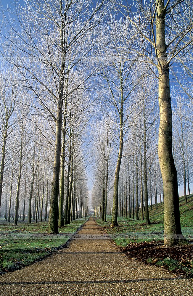 Frosty poplar plantation at Willen, Milton Keynes