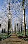 Frosty poplar plantation at Willen, Milton Keynes