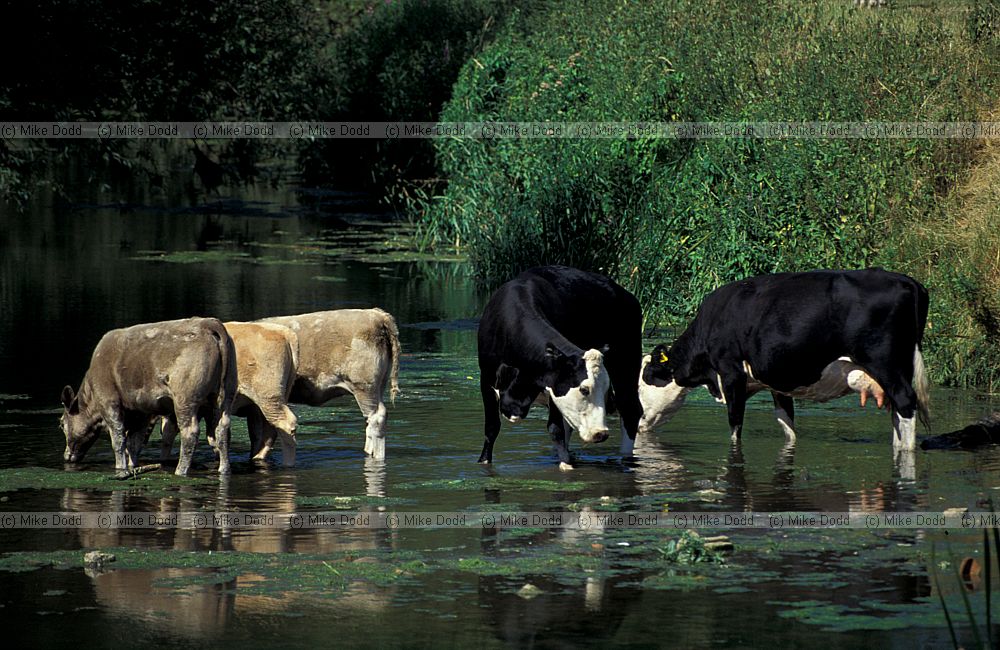 Cattle river Ouse Milton Keynes