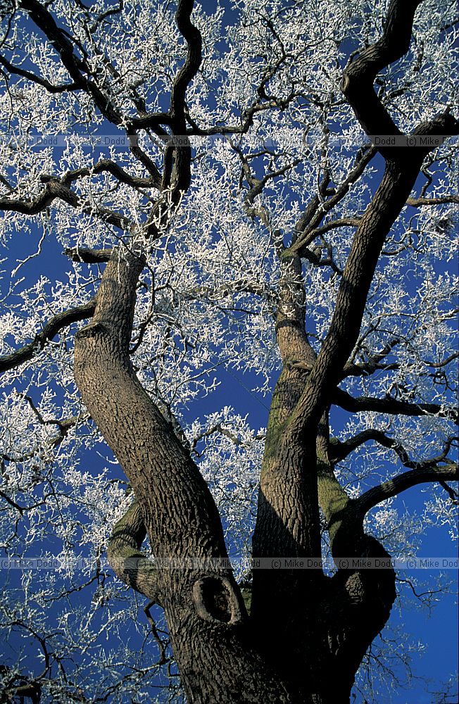 Oak tree with frost and blue sky, Open University, Walton Hall, Milton Keynes