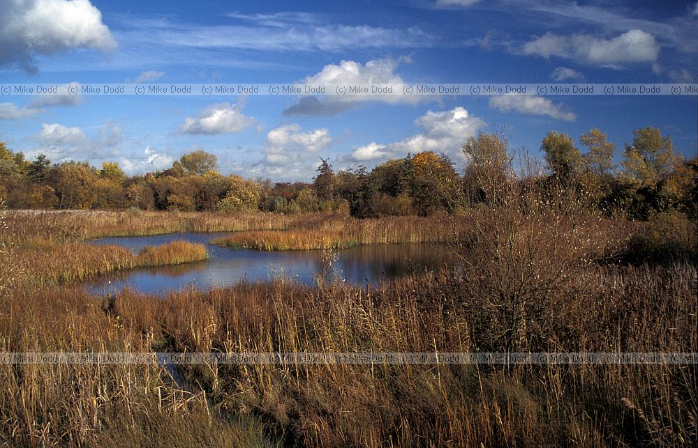 Walton lake autumn colour, Milton keynes