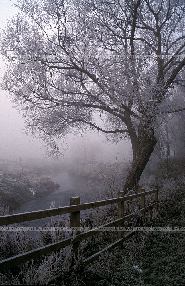 Willow with frost and fog, Walton Hall, Milton Keynes
