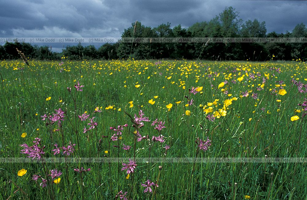 Meadow beside river with buttercups and ragged robin, Walton Hall, Milton keynes