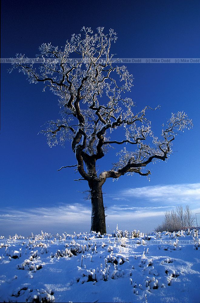 Oak with snow, Great Holm, Milton Keynes