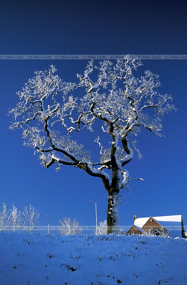 Oak with snow, Great Holm, Milton Keynes