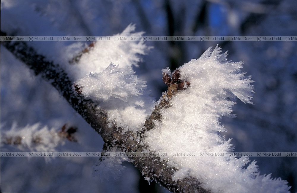 Twig frost, Walton Hall Milton Keynes