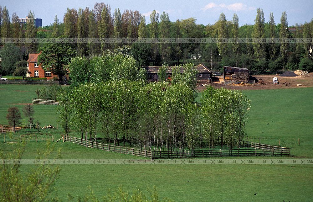 Copse, Simpson lodge farm, Milton Keynes