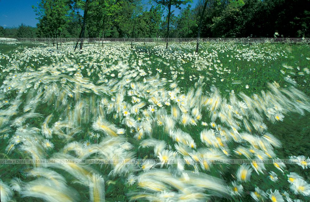 Moving ox-eye daisys in a gale, Walton Hall, Milton Keynes