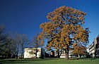 Oak with autumn colour, Walton Hall, Milton Keynes