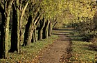 Line of willow trees with autumn colour, Mount Farm, Milton Keynes