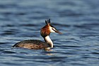 Great crested grebe