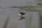 Green sandpiper Wilen Lake