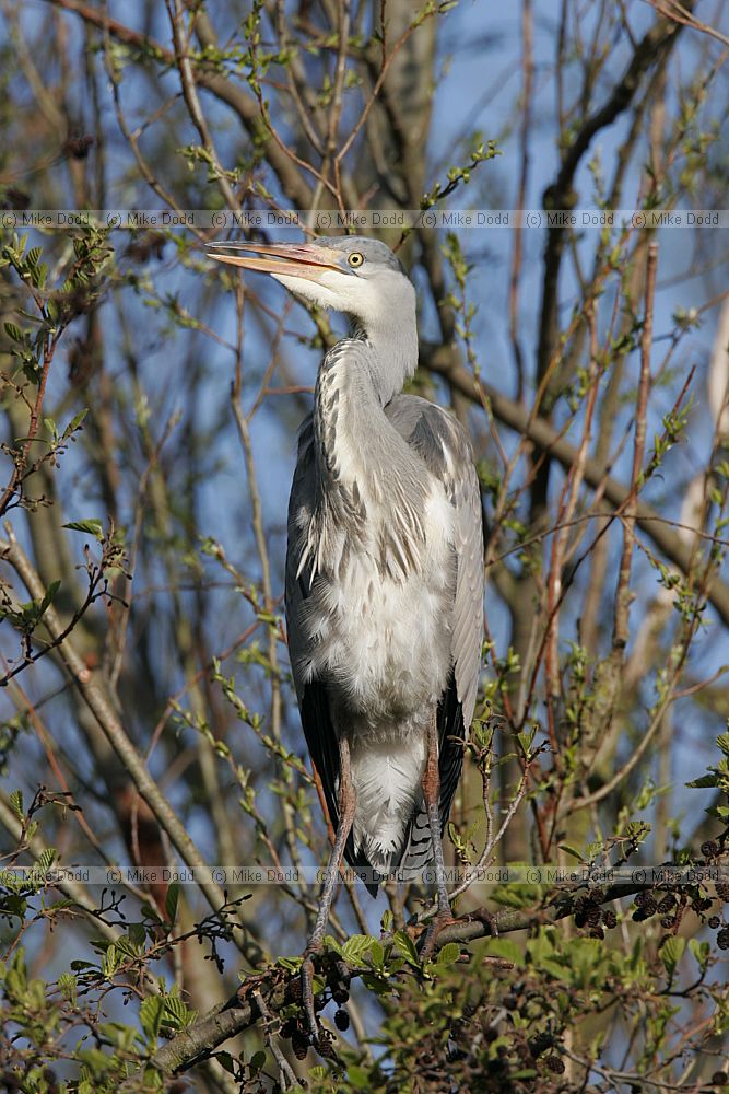 Grey heron