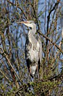 Grey heron