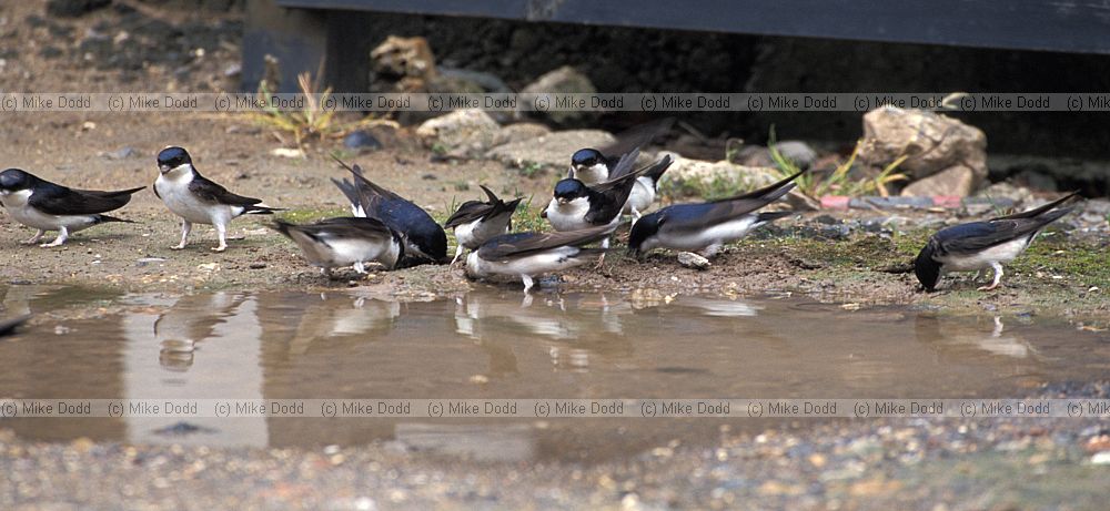 House martins Walton Hall Milton Keynes