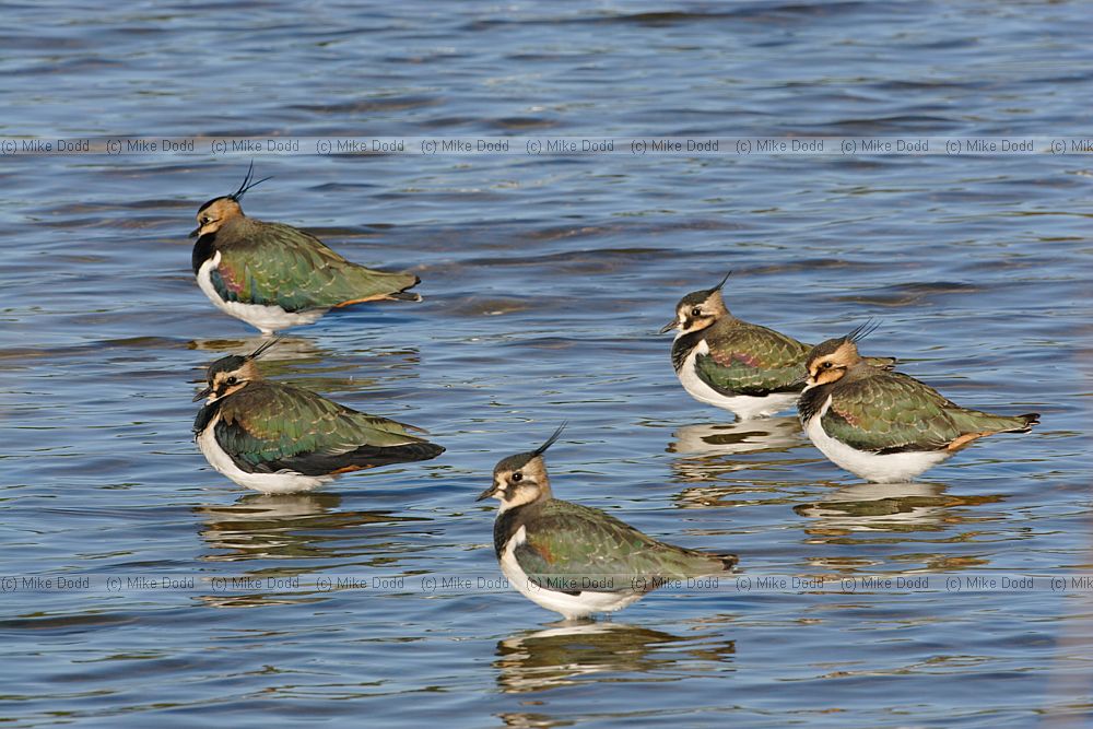 Lapwing