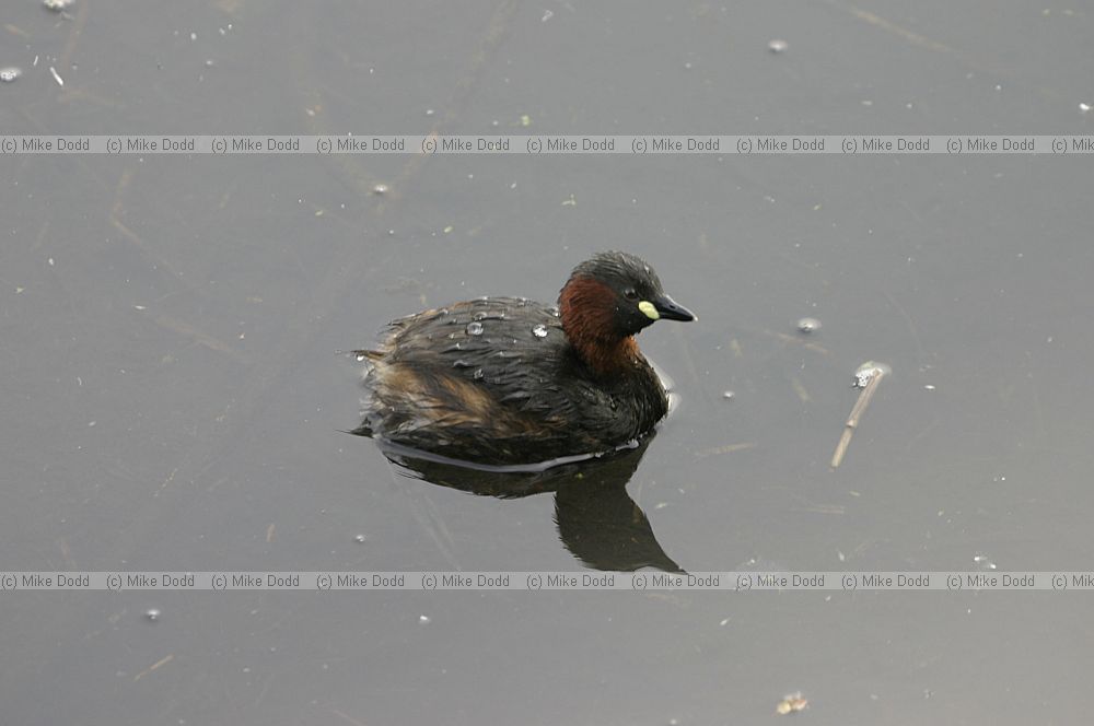 Little grebe, Walton Lake, Milton Keynes