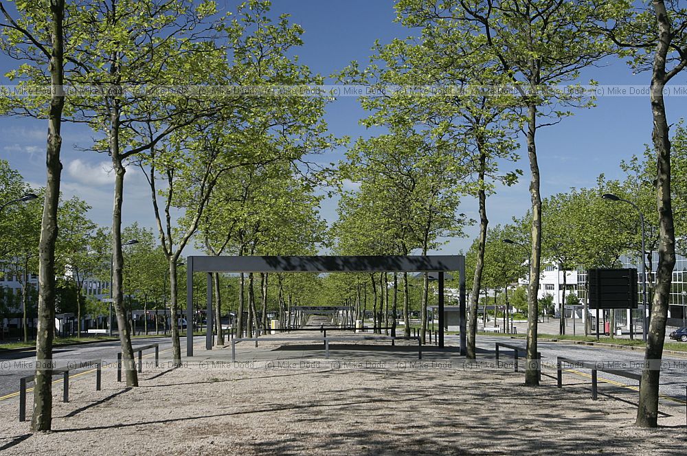 Plane trees central milton keynes